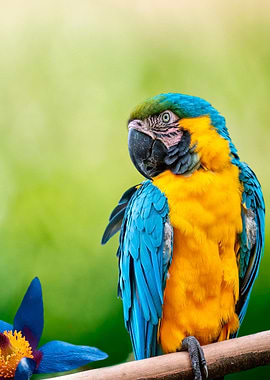 Macaw Portrait