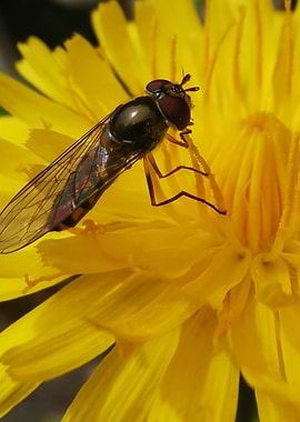 Fly on Yellow Flower