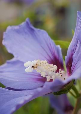 Blue Hibiscus Flower