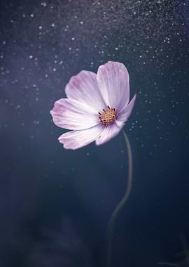 Single Cosmos Flower on Dark Background