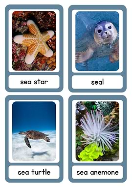 Sea Life Educational Cards