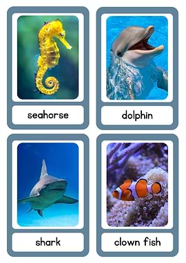 Ocean Animals Flashcards