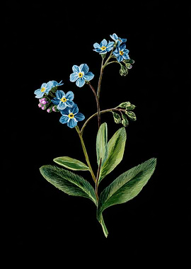 Forget-Me-Not Flower Illustration on Black