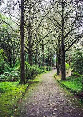 Path through a mossy forest