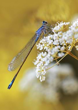 Blue Dragonfly on White Flowers