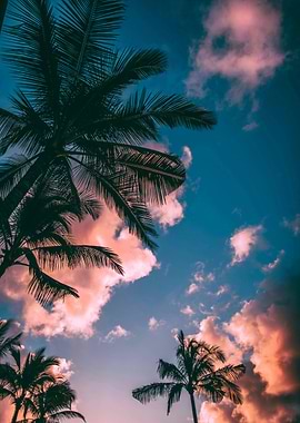 Palm Trees at Sunset