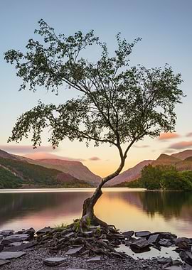 Lone Tree by Lake at Sunset