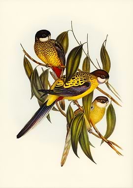 Elegant Rosellas on Branch Painting