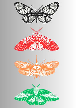 Colorful Butterfly and Moth Illustration