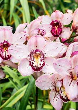 Pink and Purple Orchid Flowers