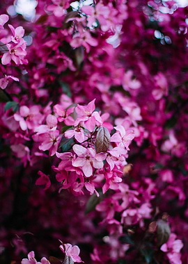 Pink Blossoms in Full Bloom