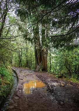 Muddy Path Through a Green Forest