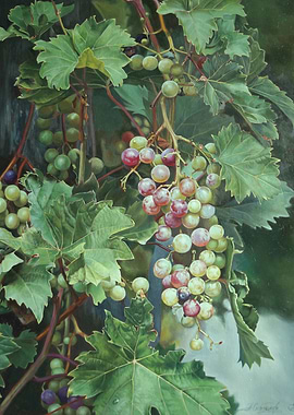 Grapes on the Vine Painting