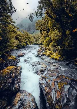 River Through Forest with Birds