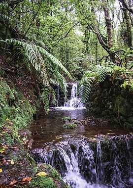 Forest Stream with Ferns