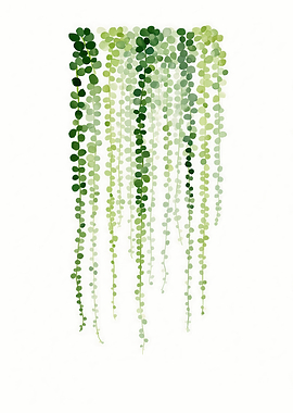 String of Pearls Plant Watercolor Illustration