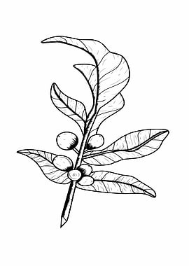 Coffee Plant Branch Hand Drawn
