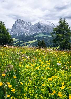 Alpine Meadow with Mountain Backdrop