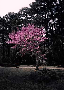Pink Blossoms Tree in Dark Forest
