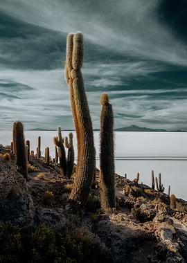 Cactus Garden on Salar de Uyuni