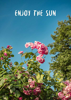 Enjoy the Sun with Pink Roses