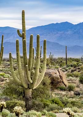 Arizona Desert Landscape with Saguaro Cacti
