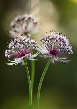 Astrantia Flowers Close-Up