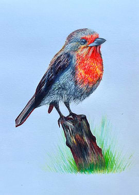 Robin Bird Colored Pencil Drawing