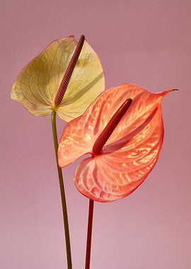 Two Anthurium Flowers on Pink Background