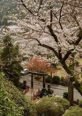 Japanese Garden with Cherry Blossoms