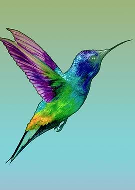 Colorful Hummingbird Illustration