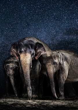 Elephants under a starry night sky