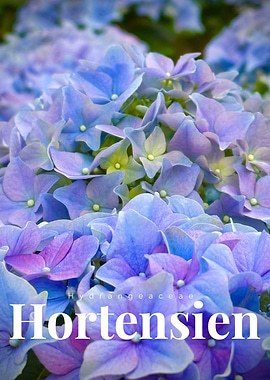 Blue and Purple Hydrangea Blossom Close-Up