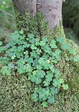 Clovers and Moss on Tree Trunk