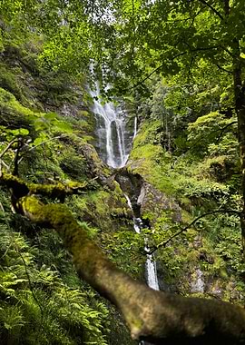 Waterfall in Lush Green Forest