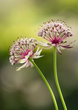 Two Astrantia Flowers Close-Up