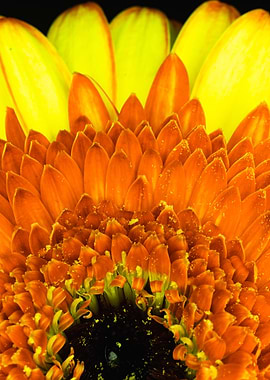Close-up of a Gerbera Daisy