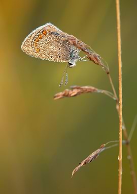 Dew-Kissed Butterfly on Grass