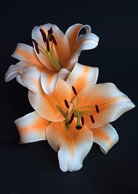 Orange and White Lily Flowers
