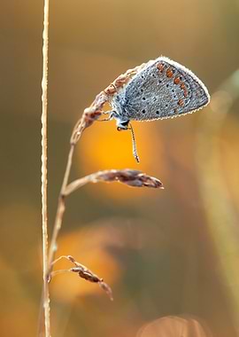 Butterfly on Grass