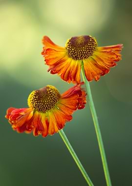 Two Helenium Flowers in Bloom