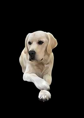 Golden Retriever Portrait on Black Background