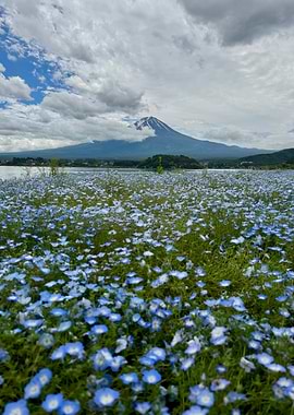 Mount Fuji and Nemophila Flowers