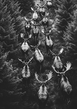 Moose Herd in Forest, Black and White
