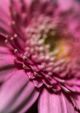 Pink Gerbera Close-Up
