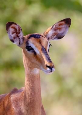 Close-up of an Impala