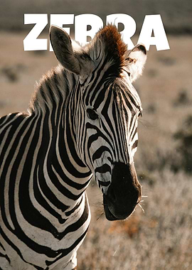 Zebra Portrait Close-Up