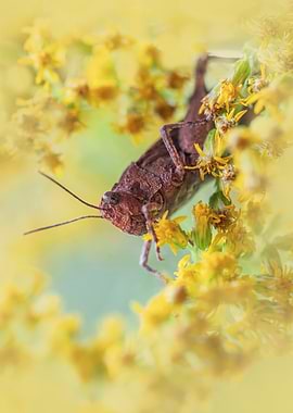 Grasshopper on Yellow Flowers