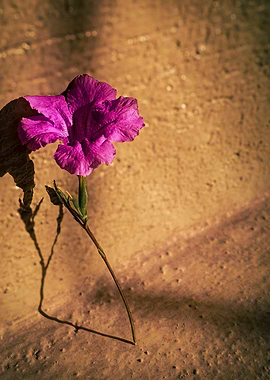 Expressing Purple Flower on a Boring Wall