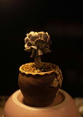 Potted Succulent Plant on Pink Stand